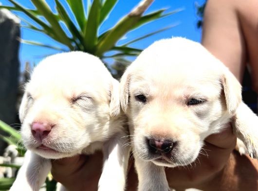 Labrador Retriever  Yavrularımız Bursa Türkiye Tüm İller Ve Avrupaya  Gönderim Mevcuttur görsel