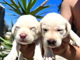 Labrador Retriever  Yavrularımız Bursa Türkiye Tüm İller Ve Avrupaya  Gönderim Mevcuttur
