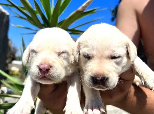 Labrador Retriever  Yavrularımız Bursa Türkiye Tüm İller Ve Avrupaya  Gönderim Mevcuttur görsel