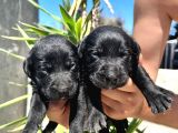 Labrador Retriever  Yavrularımız Bursa Türkiye Tüm İller Ve Avrupaya  Gönderim Mevcuttur