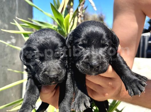 Labrador Retriever  Yavrularımız Bursa Türkiye Tüm İller Ve Avrupaya  Gönderim Mevcuttur görsel