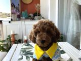Bizim Çocuklar Poodle