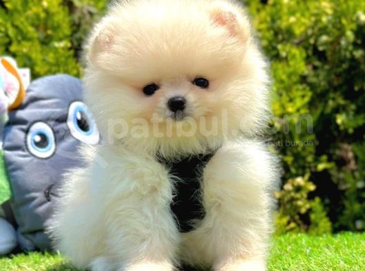 Safkan Pomeranian Boo Yavrularımız