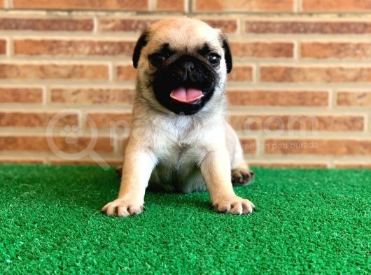 Muhteşem Güzellikte Basık Burun Gül Kuyruk Pug Yavrular görsel