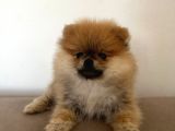 Pomerinian Boo Yavrumuz