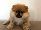Pomerinian Boo Yavrumuz