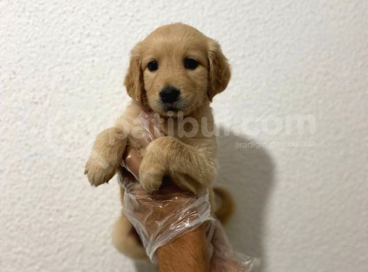 Baby Face Yüz Yapili Golden Yavrulari görsel