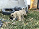 Mükemmel Anatomi Kangal Yavrular