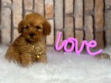 Orjinal Irk Toy Poodle Yavrular