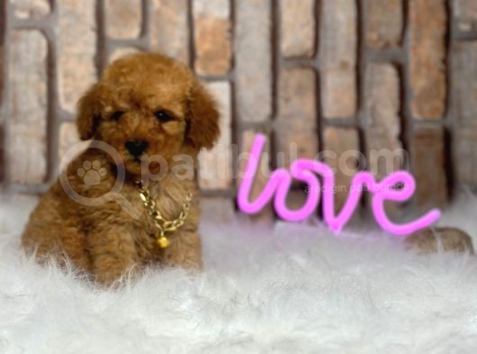Orjinal Irk Toy Poodle Yavrular görsel