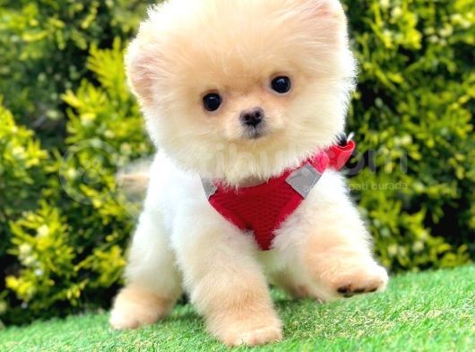 Safkan Pomeranian Boo Yavrularımız görsel