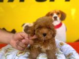 Safkan Red Malti̇poo Yavrulari