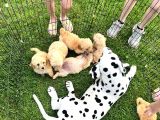 Wc Eğitimli Mini Maltipoo Yavrularımız
