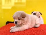 Irkinin En Güzeli̇nden Chow Chow Yavrular