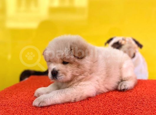 Irkinin En Güzeli̇nden Chow Chow Yavrular görsel