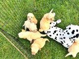 Wc Eğitimli Mini Maltipoo Yavrularımız