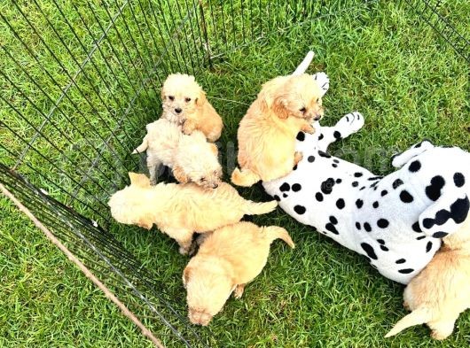 Wc Eğitimli Mini Maltipoo Yavrularımız görsel