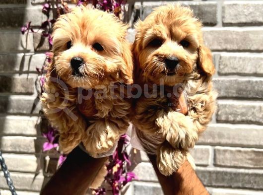 Maltipoo Yavrular görsel