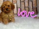 Orjinal Irk Toy Poodle Yavrular