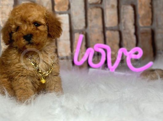 Orjinal Irk Toy Poodle Yavrular görsel