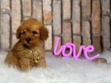 Orjinal Irk Toy Poodle Yavrular