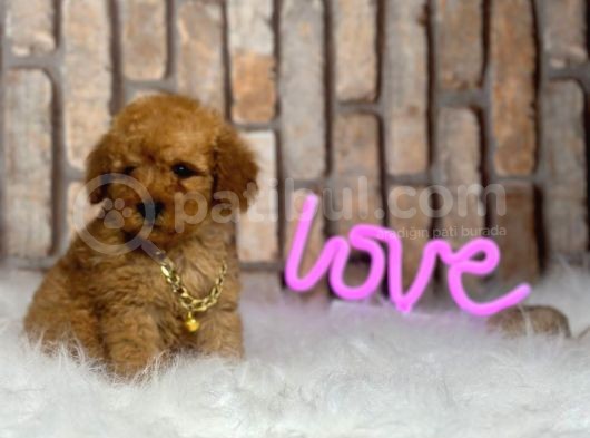 Orjinal Irk Toy Poodle Yavrular görsel