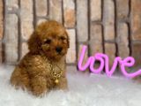 Orjinal Irk Toy Poodle Yavrular