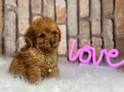 Orjinal Irk Toy Poodle Yavrular görsel