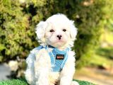 Kar Küresi Maltese