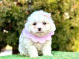 Kar küresi maltese