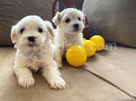 Minik Maltipoo Bebeklerimiz görsel