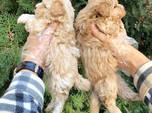 Güzel Yüzlü Maltipoo Bebeklerimiz görsel