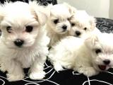 0 NUMARA Maltese terrier bebeklerimiz