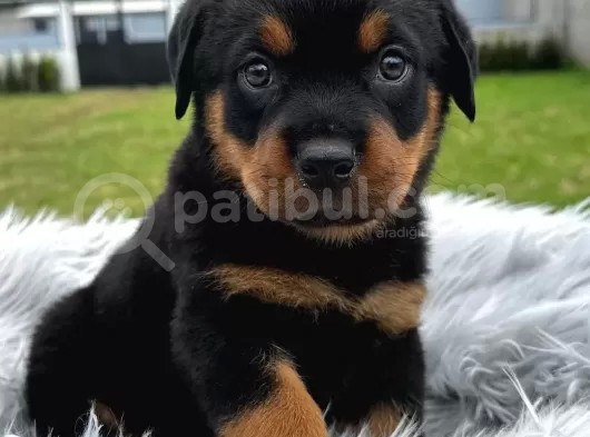 Anatomi Harikası Rottweiler Yavrular Erkek - Dişi