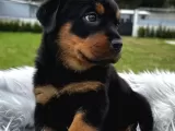 Anatomi Harikası Rottweiler Yavrular Erkek - Dişi