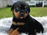 Anatomi Harikası Rottweiler Yavrular Erkek - Dişi