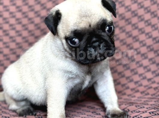 Pug Yavru Bursa Köpek Okulu görsel