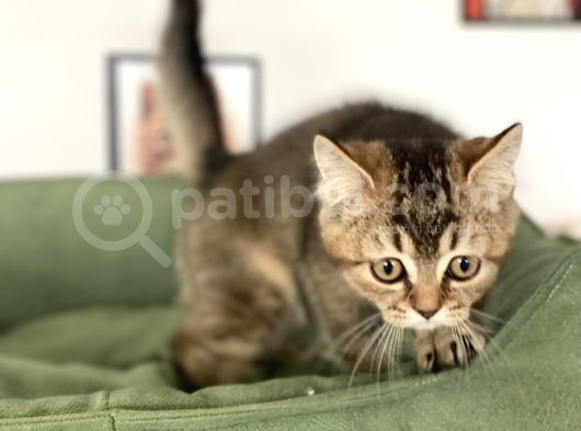 En Güzel Black Golden British Shorthair Yavrumuz görsel