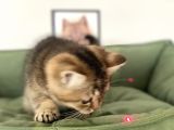 En Güzel Black Golden British Shorthair Yavrumuz