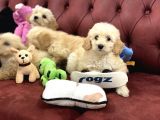 Wc Eğitimli Mini Maltipoo Yavrularımız