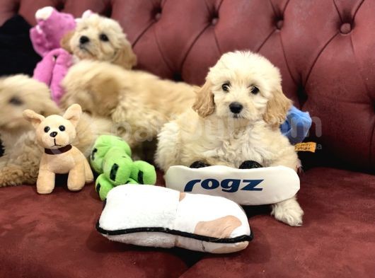 Wc Eğitimli Mini Maltipoo Yavrularımız görsel