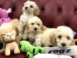 Wc Eğitimli Mini Maltipoo Yavrularımız