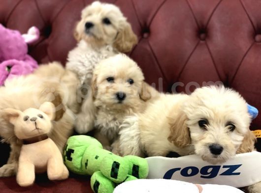 Wc Eğitimli Mini Maltipoo Yavrularımız görsel