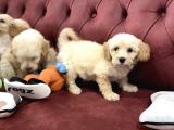Wc Eğitimli Mini Maltipoo Yavrularımız