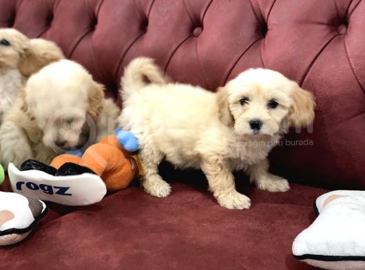 Wc Eğitimli Mini Maltipoo Yavrularımız görsel