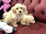Wc Eğitimli Mini Maltipoo Yavrularımız