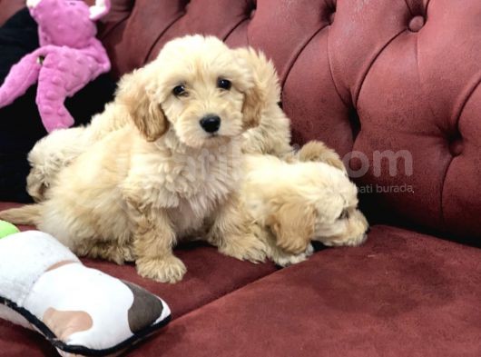 Wc Eğitimli Mini Maltipoo Yavrularımız görsel