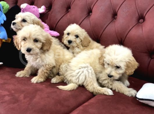 Wc Eğitimli Mini Maltipoo Yavrularımız görsel