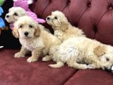 Wc Eğitimli Mini Maltipoo Yavrularımız