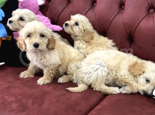 Wc Eğitimli Mini Maltipoo Yavrularımız
